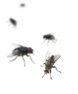 Mosquito